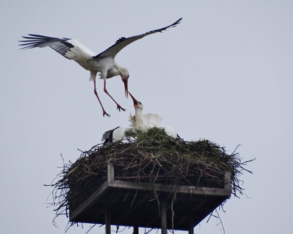 fremde Störchin im Nest