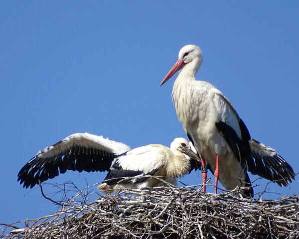 Storchennachwuchs Grafenwiesen