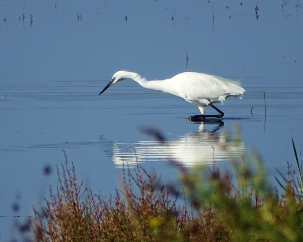 Flamingos in der Camargue - Schiebetore ALLEMANN