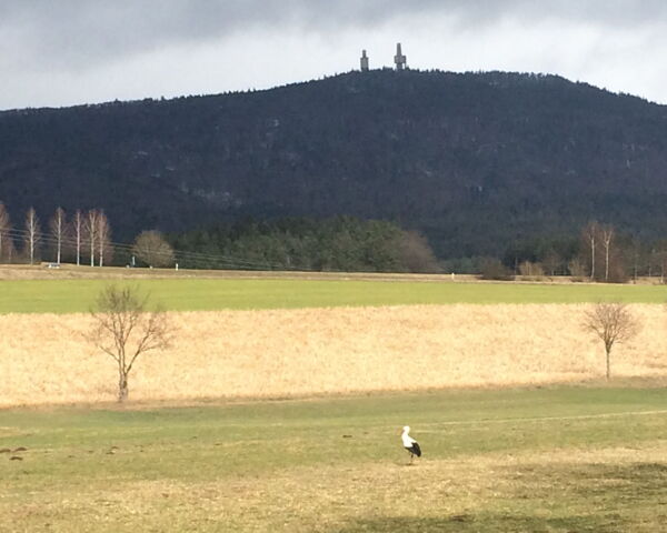 Störche in Grafenwiesen