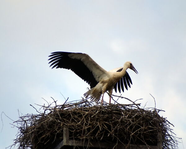 Flugübung - Jungstorch Grafenwiesen 2020