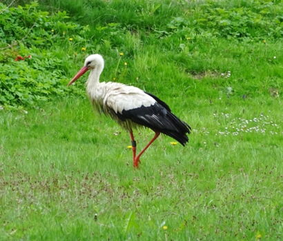 Der Storch zeigt sich im Garten