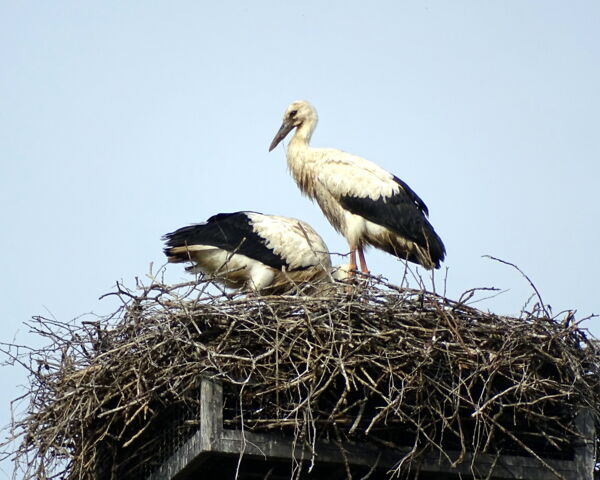 Storchennachwuchs Grafenwiesen