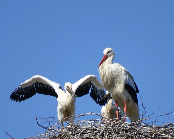 Storchennachwuchs Grafenwiesen