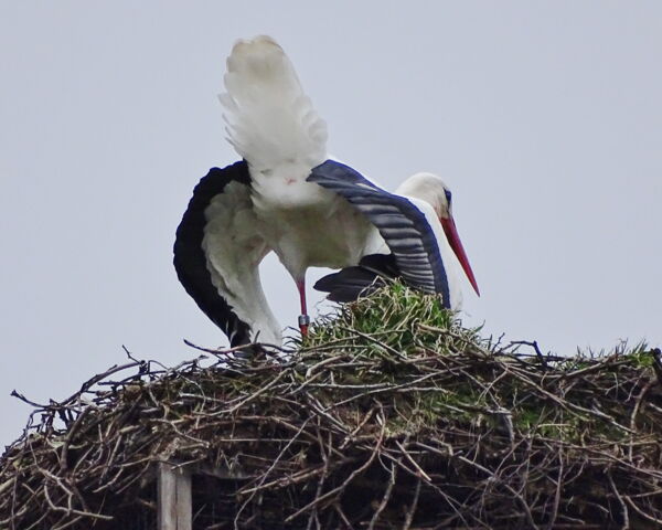 fremde Störchin im Nest