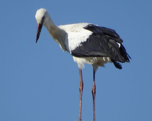 Flugübung - Jungstorch Grafenwiesen 2020