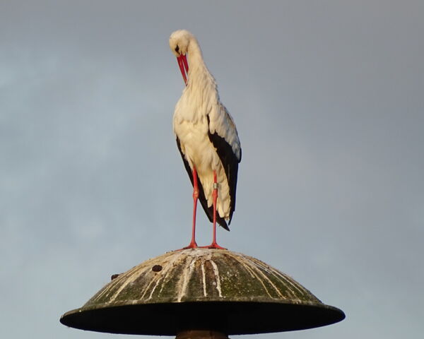 Flugübung - Jungstorch Grafenwiesen 2020