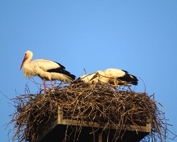 Flugübung - Jungstorch Grafenwiesen 2020