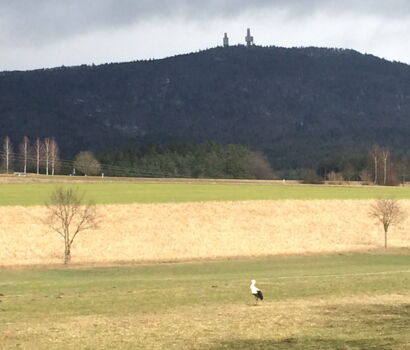 Störche in Grafenwiesen