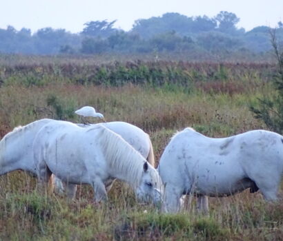 Camargue-Pferde mit Kuhreiher - Holzsektionaltor ALLEMANN