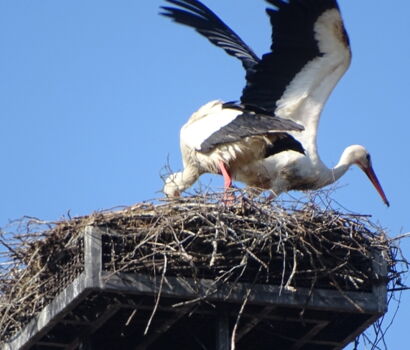 Storchennest