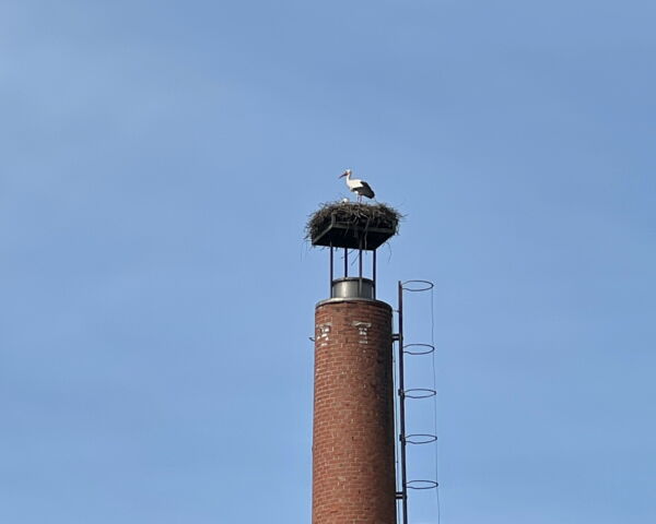 Störche Grafenwiesen - www.allemann-gmbh.de