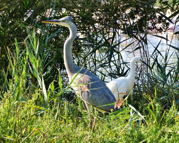 Flamingos in der Camargue - Schiebetore ALLEMANN