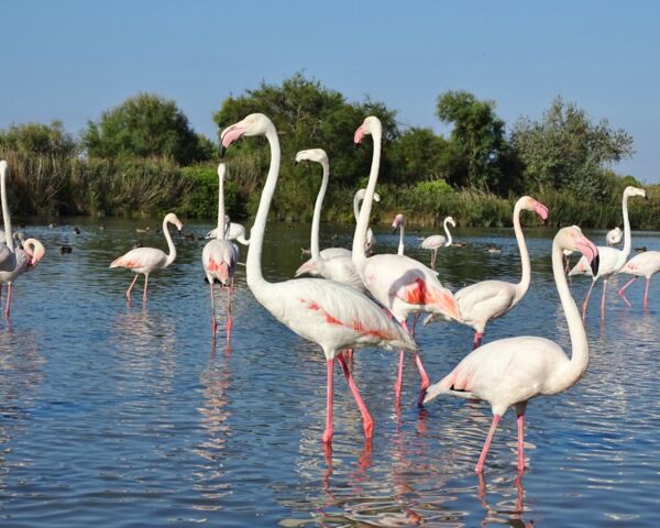 Flamingos in der Camargue - Schiebetore ALLEMANN
