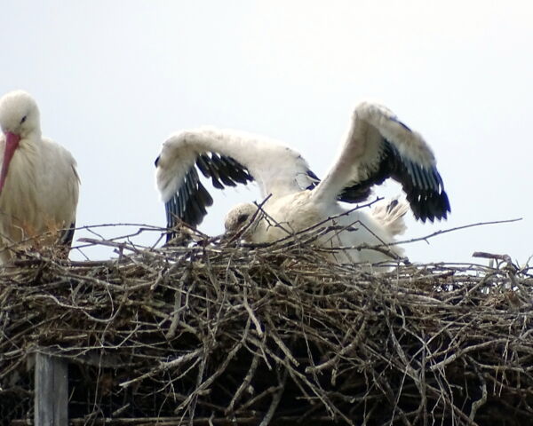 Storchennachwuchs Grafenwiesen