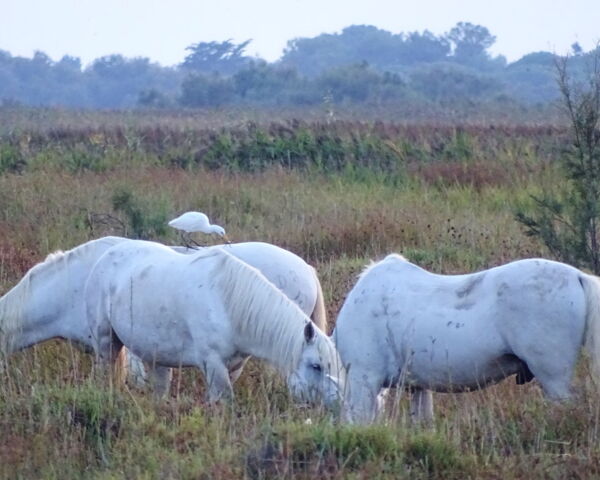 Camargue-Pferde mit Kuhreiher - Holzsektionaltor ALLEMANN