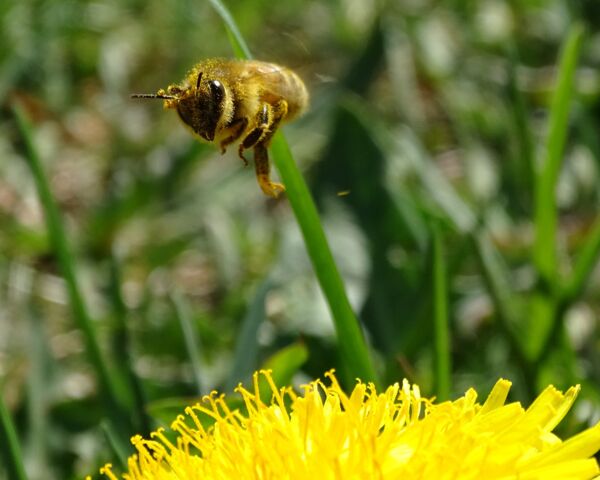 Bienenstudie - ALLEMANN Türen und Tore