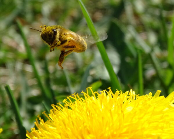 Bienenstudie - ALLEMANN Türen und Tore