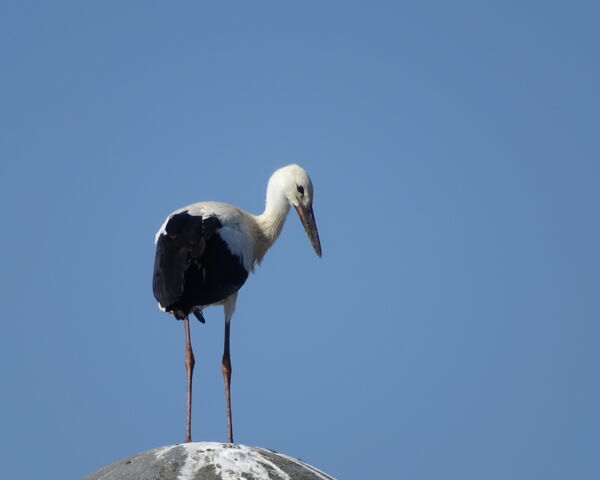 Flugübung - Jungstorch Grafenwiesen 2020