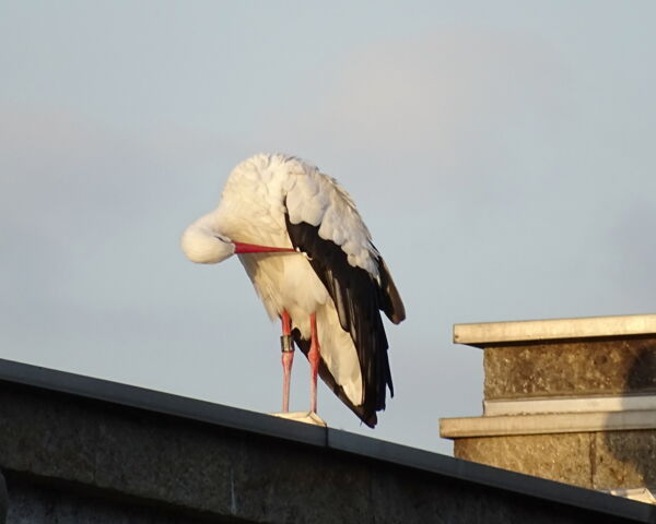 Flugübung - Jungstorch Grafenwiesen 2020