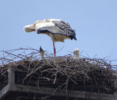 Erstes Bild des Geschwister-Storchenpaar